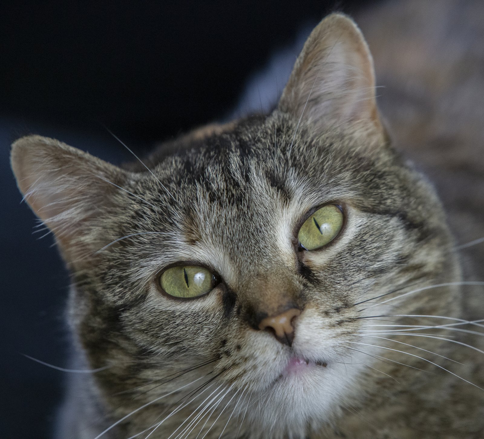 Peanut