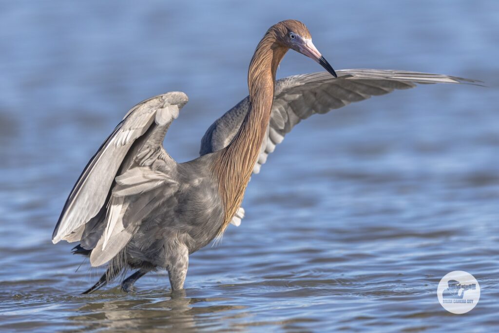0R2A0928reddish egret