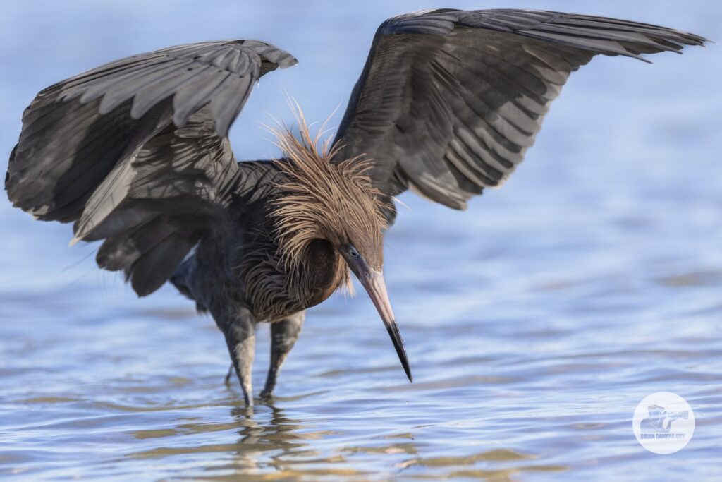0R2A0966reddish egret_1