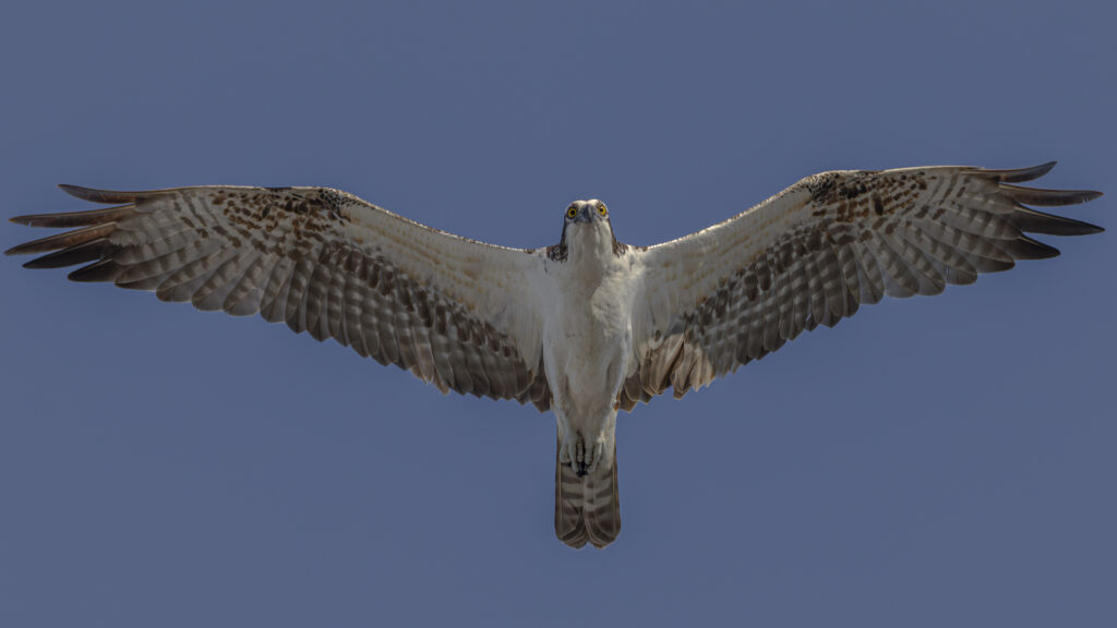 0R2A9288osprey