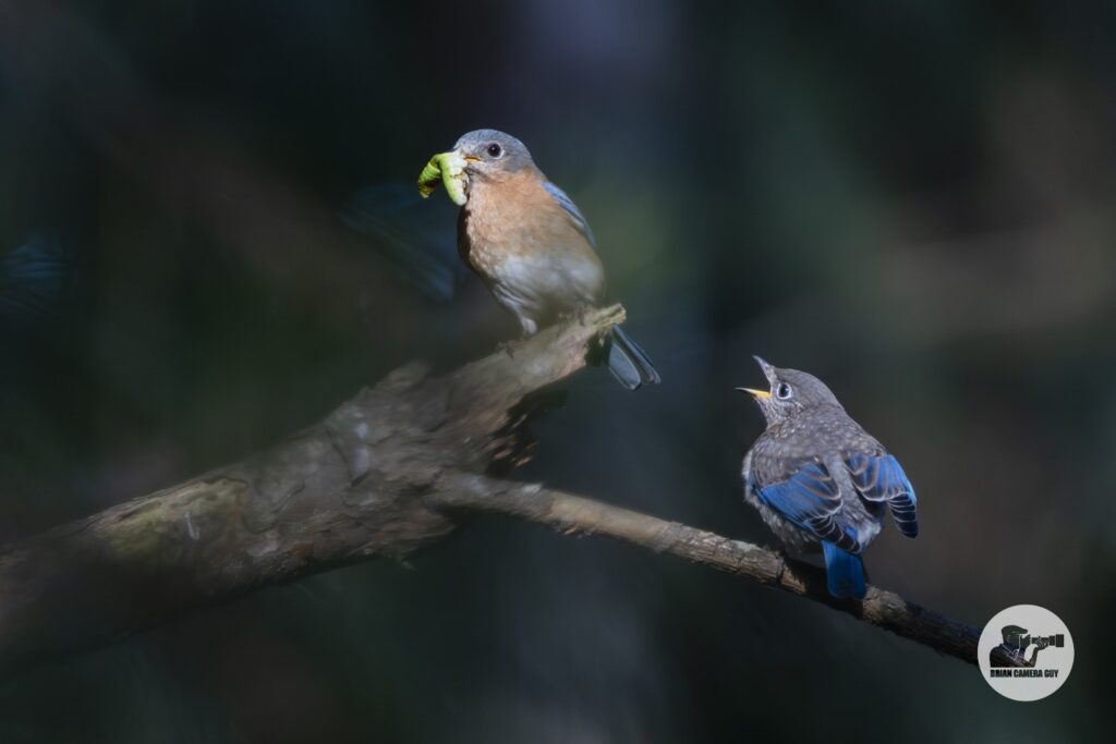 Bluebird_1