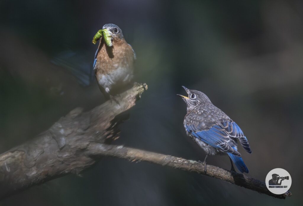 Bluebird_2