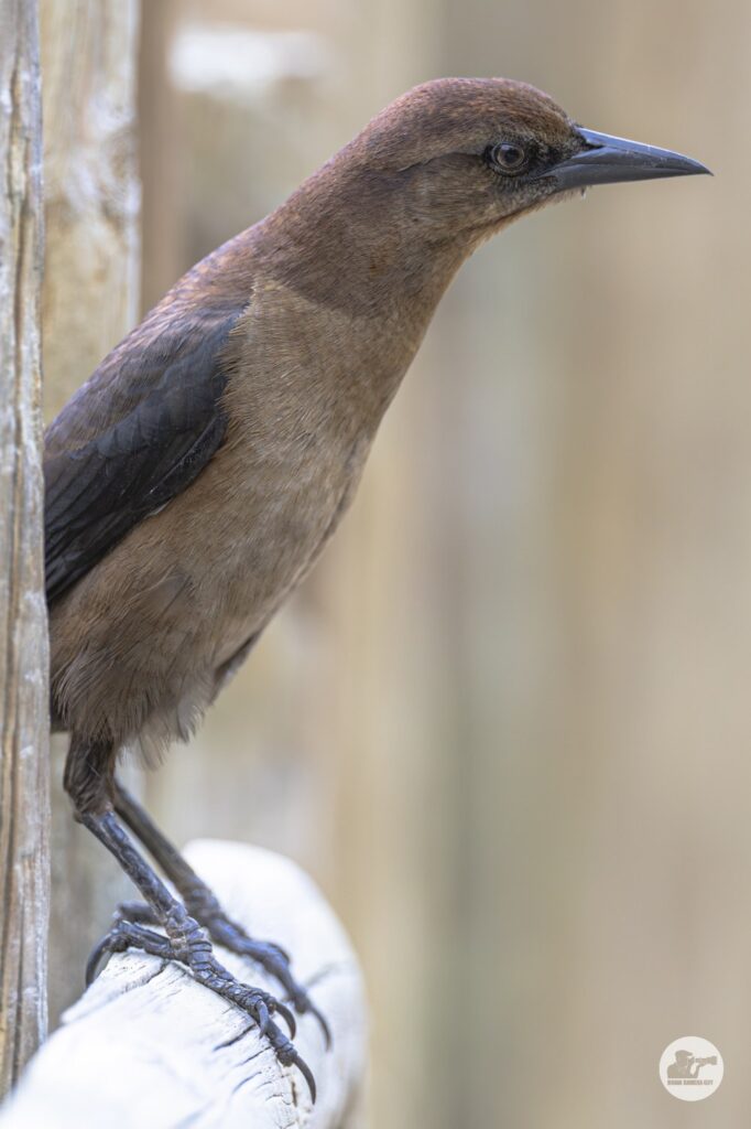 Grackle