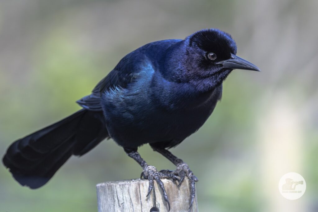 Boat-tailed Grackle