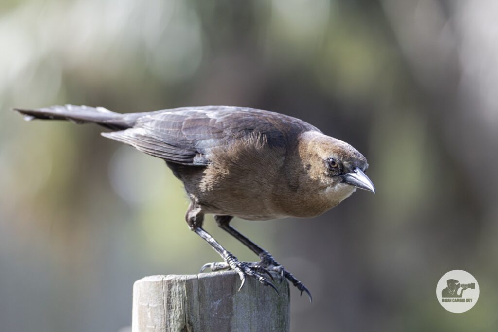 Boat-tailed Grackle_1