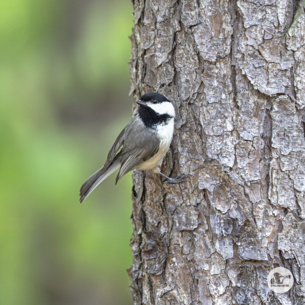 Chickadee