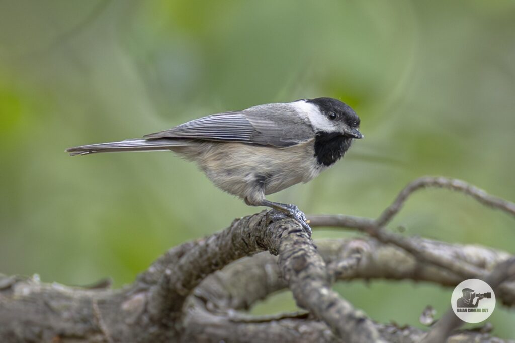 Chickadee
