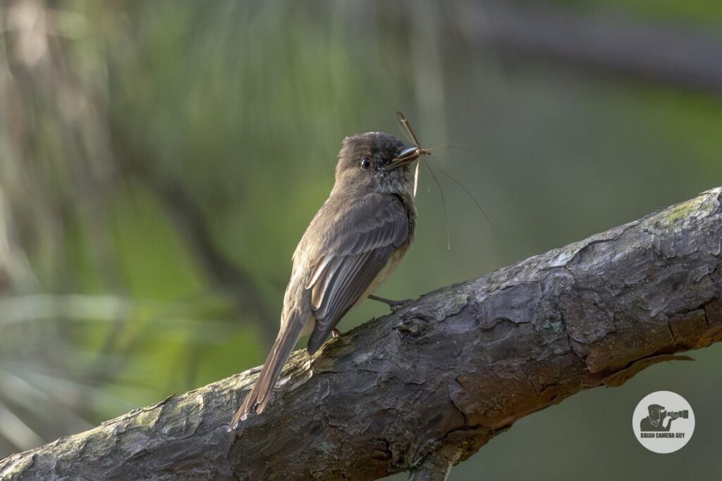 Eastern Phoebe