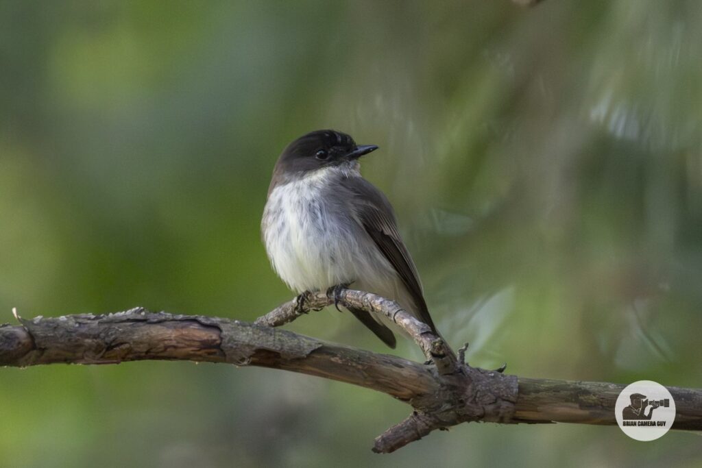 Eastern Phoebe_1