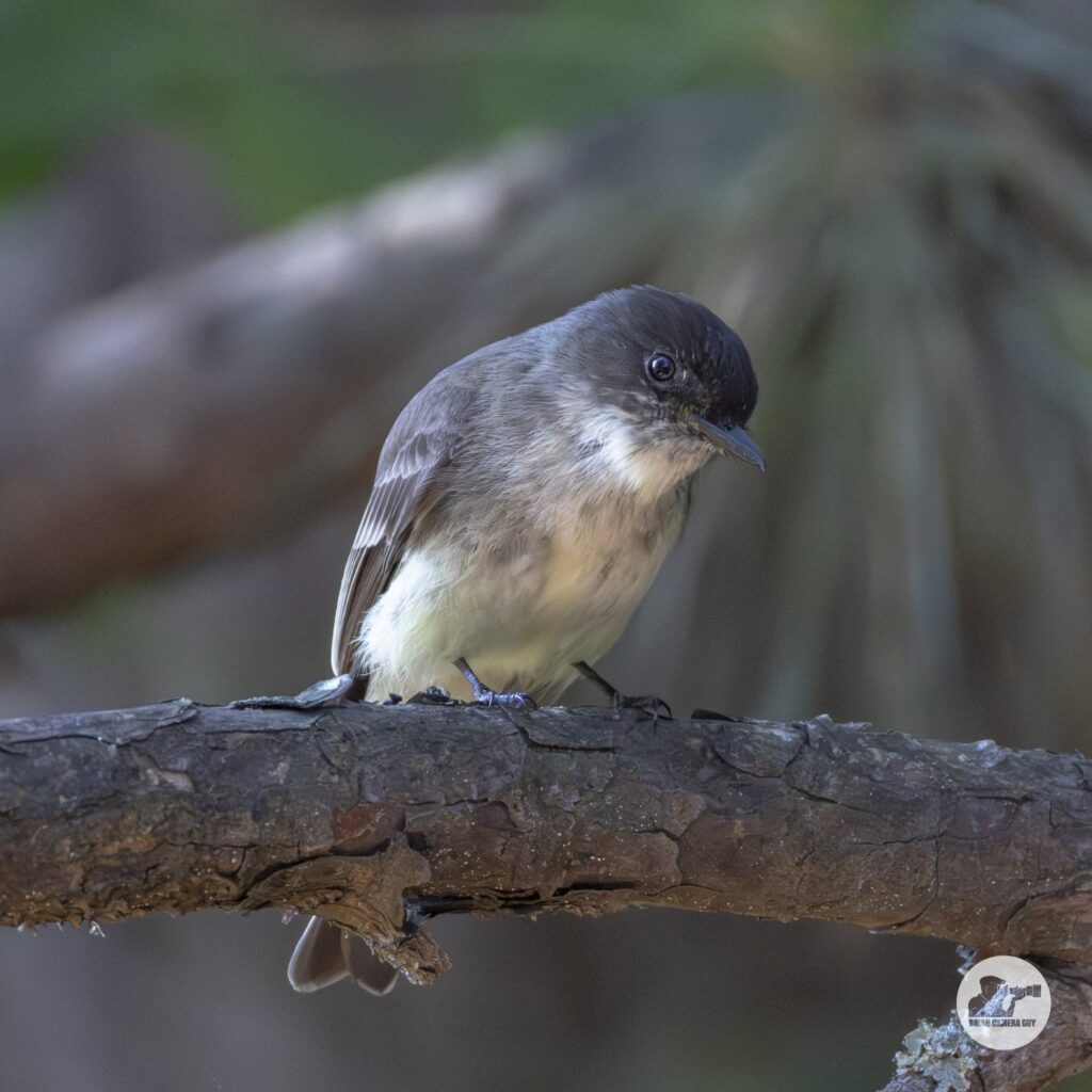 Eastern Phoebes
