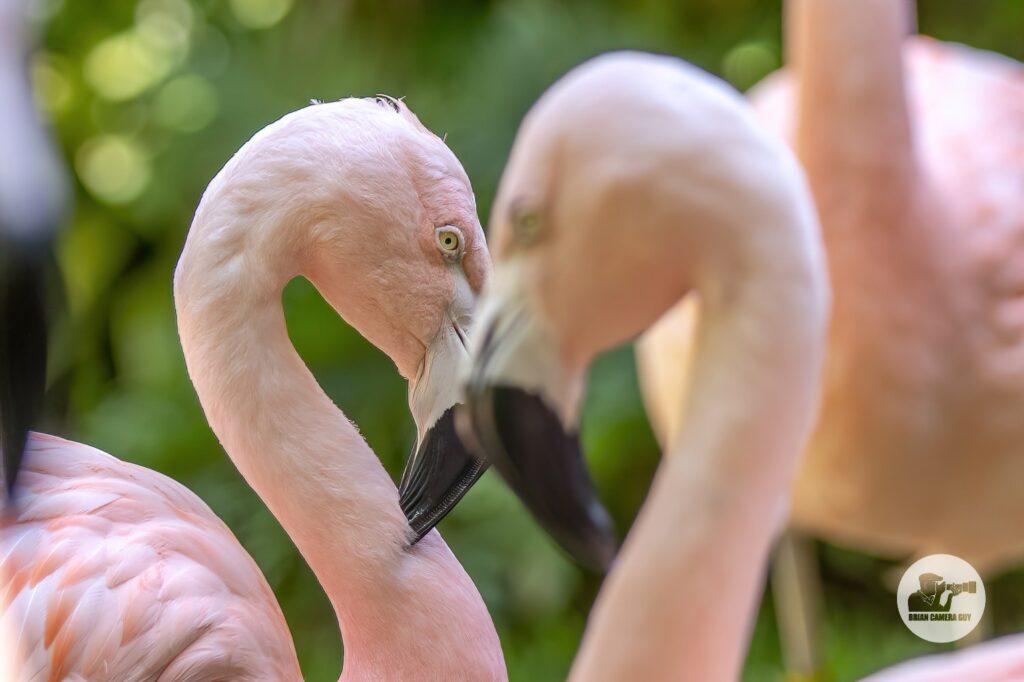 Flamingos