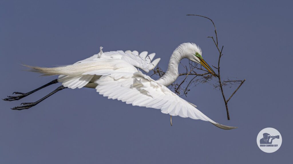 Great Egret