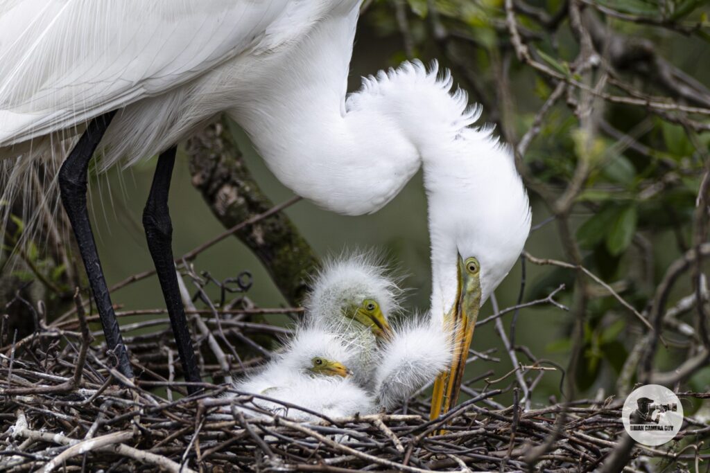 Great Egret_1