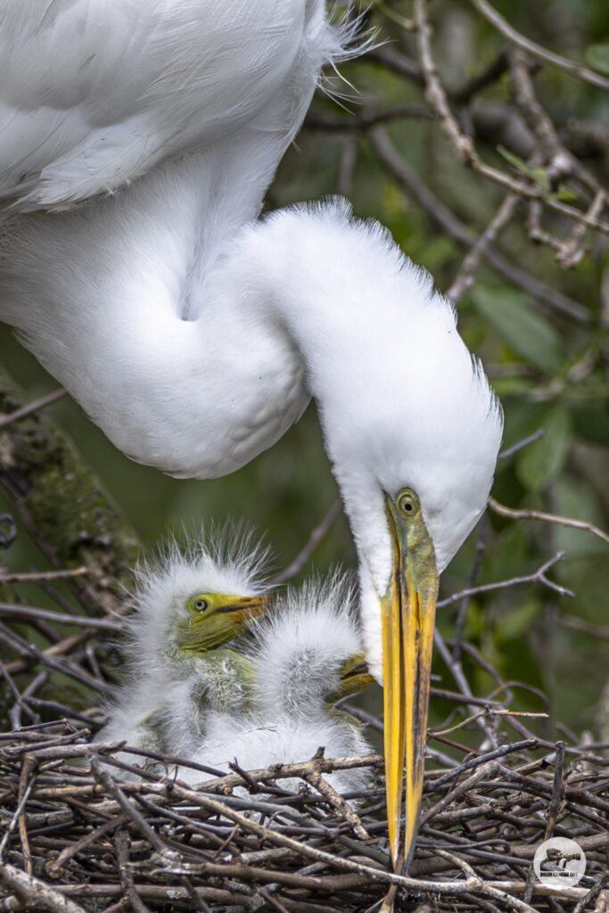 Great Egret_2