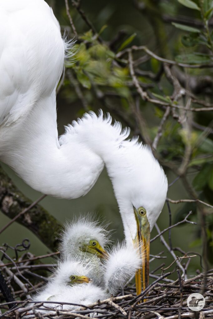 Great Egret_3