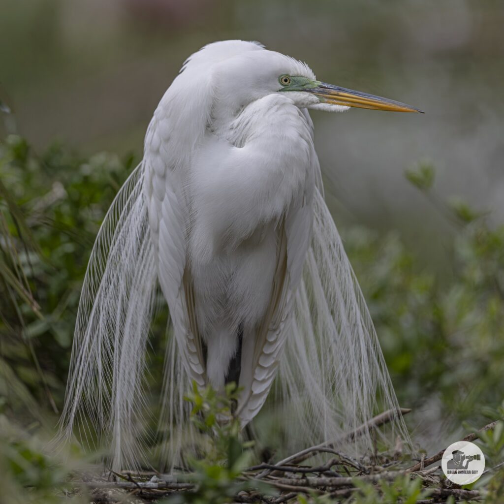 Great Egret