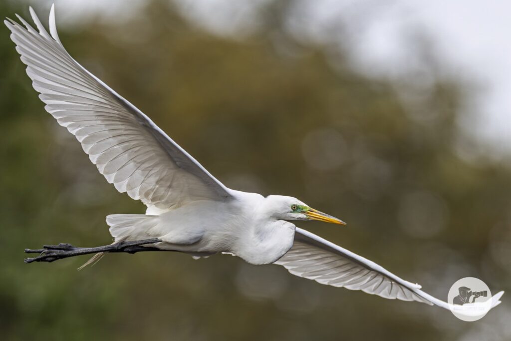 Great Egret_5