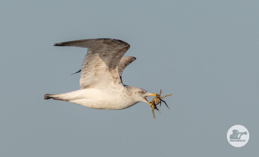 Gulls