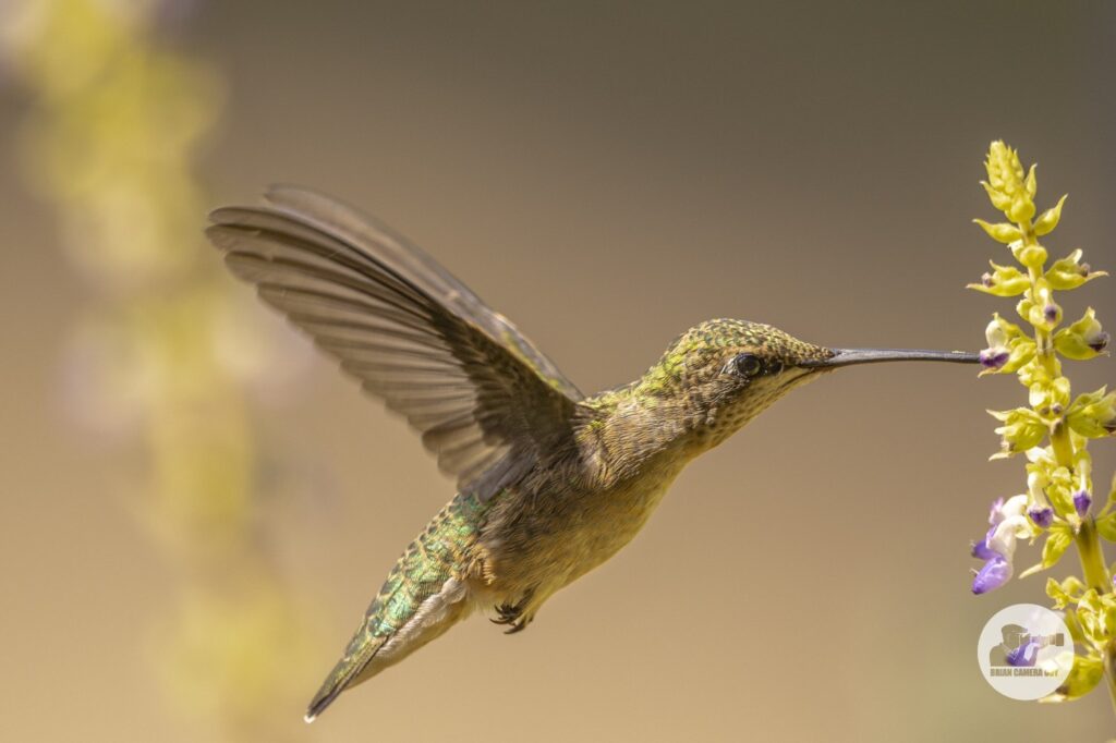Hummingbird-2