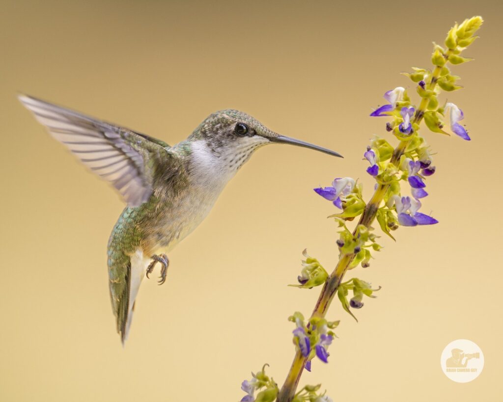 Hummingbird-3