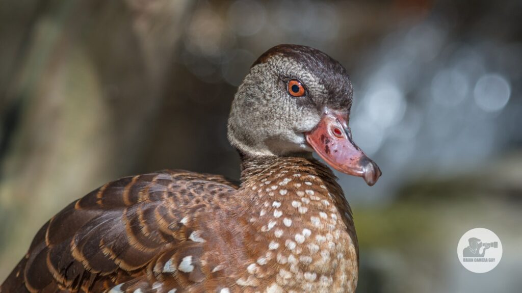 Ducks