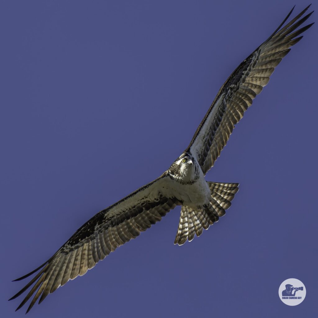 Osprey
