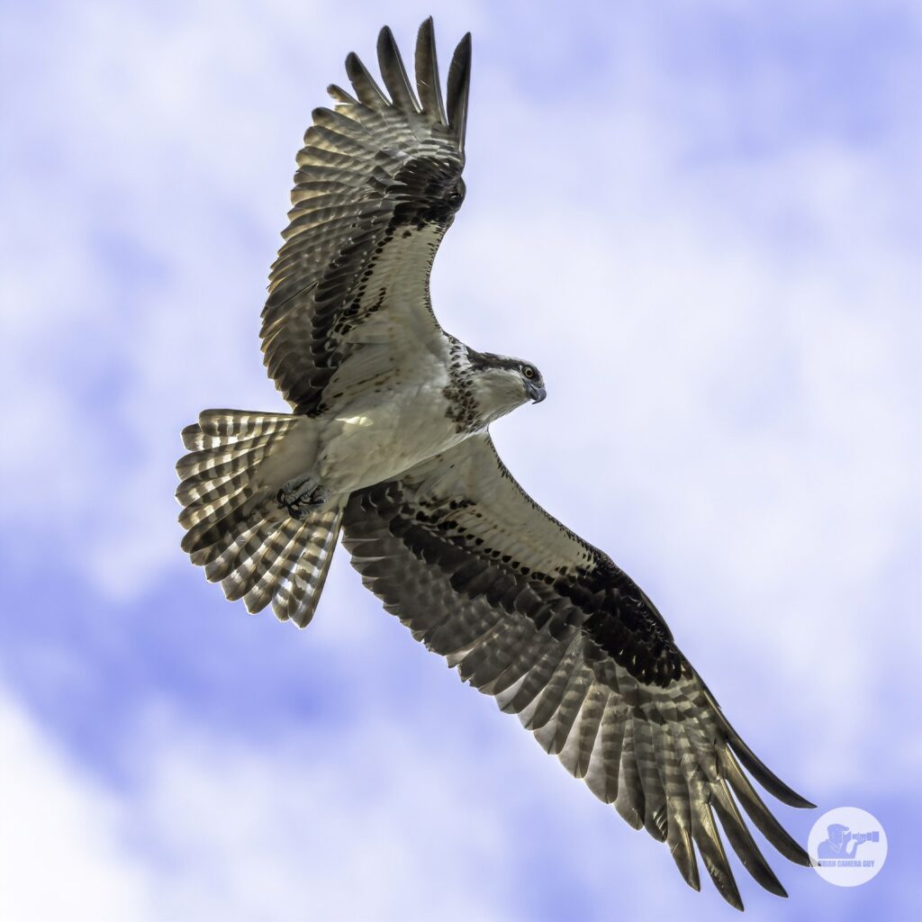 Osprey-3-S