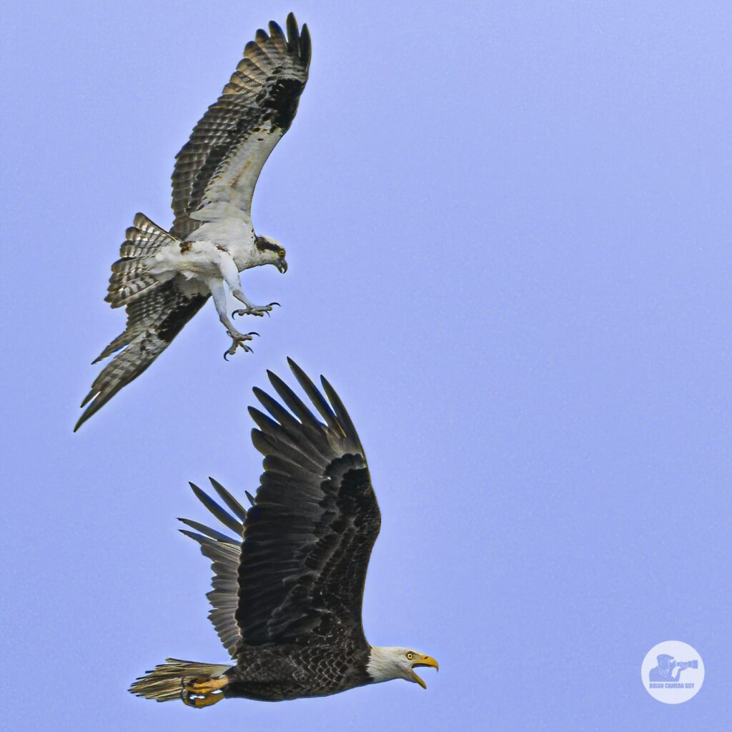 Birds