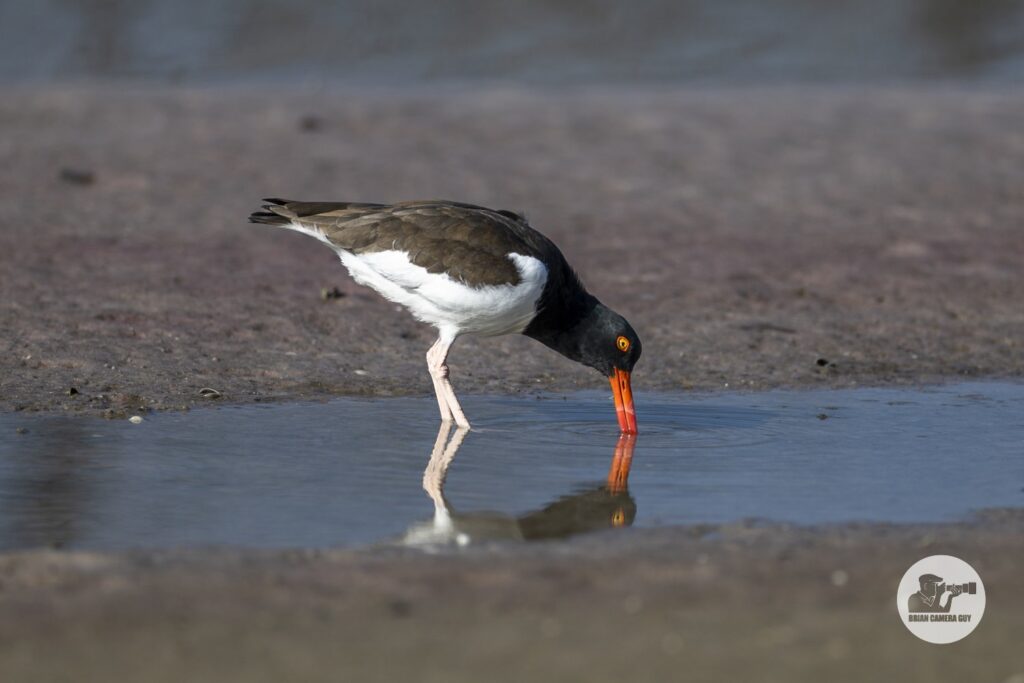 Oystercatcher