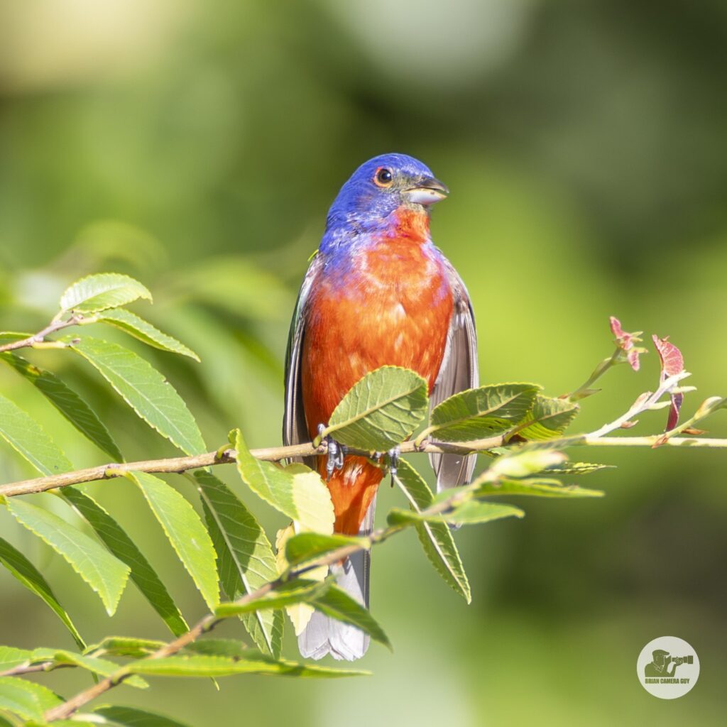 Painted Bunting