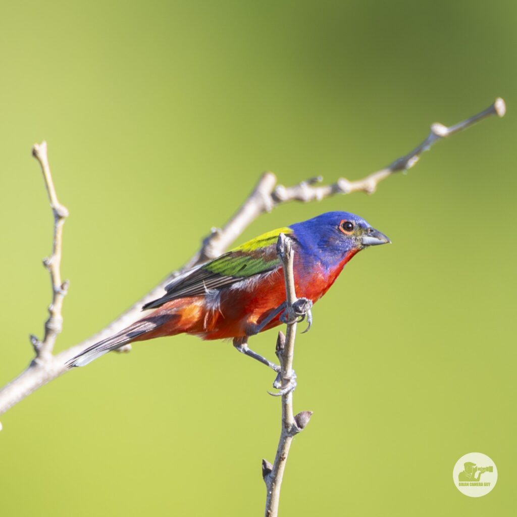 Painted Bunting-3