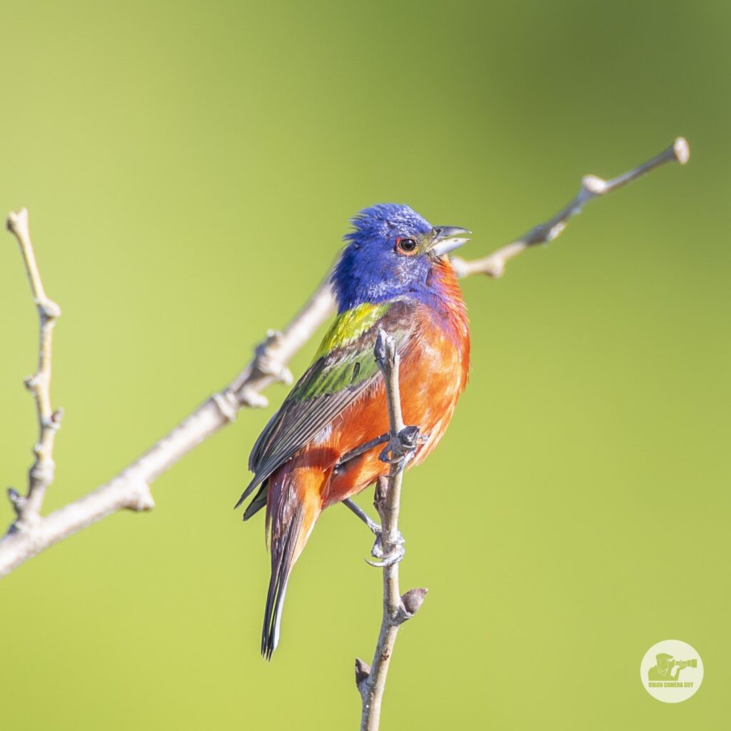 Painted Bunting-4