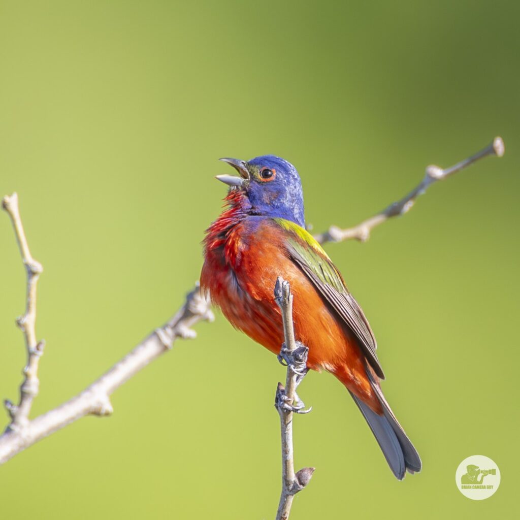 Painted Bunting-5