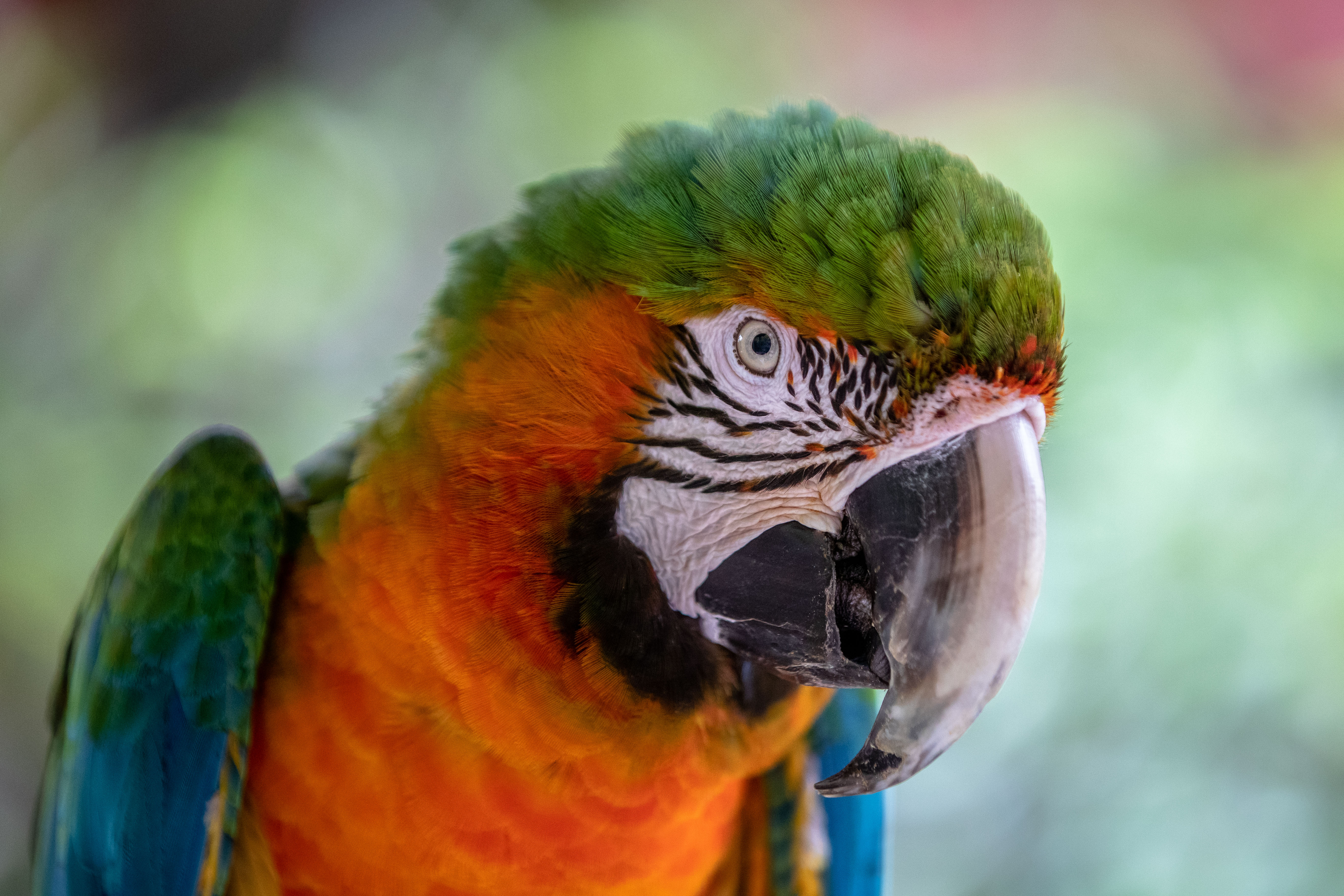 Parrots
