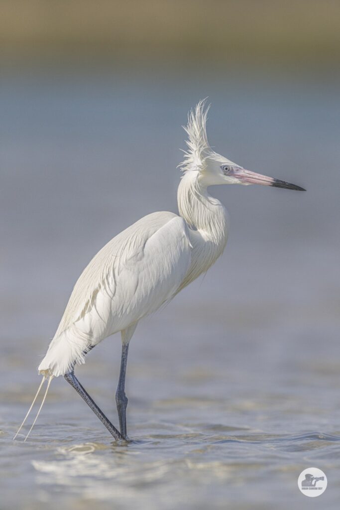_R2A0614white morph Reddish Egret