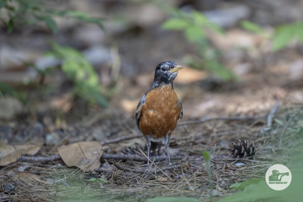 Backyard Birds