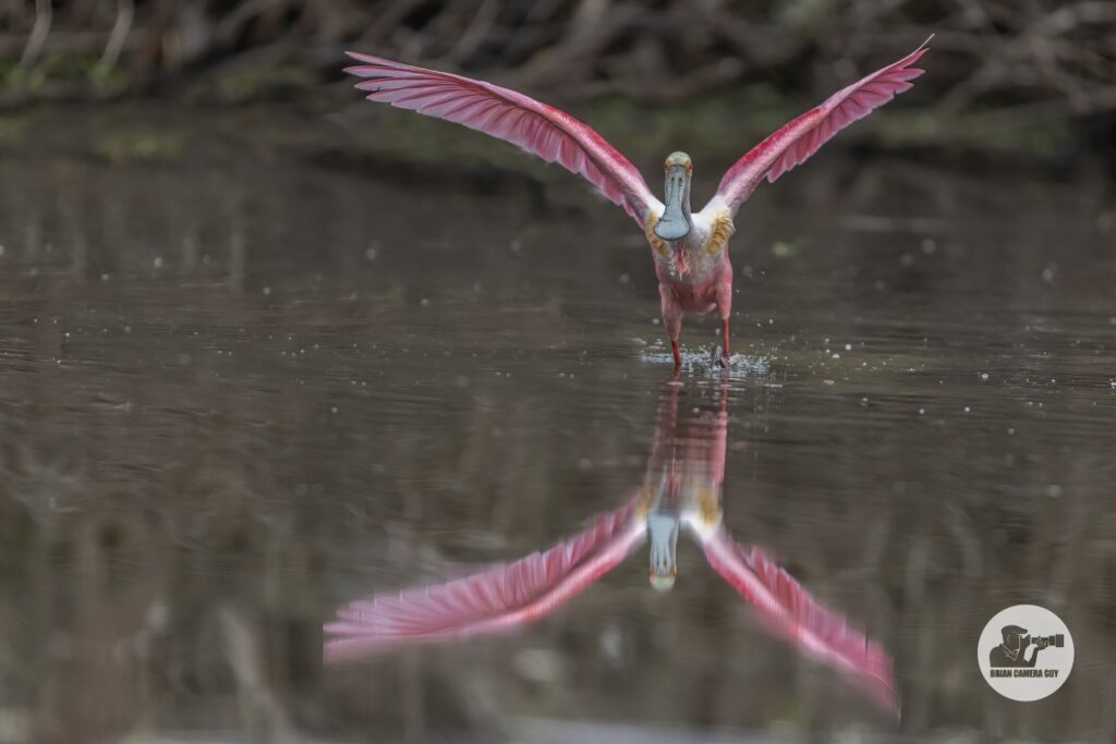 Roseate Spoonbils