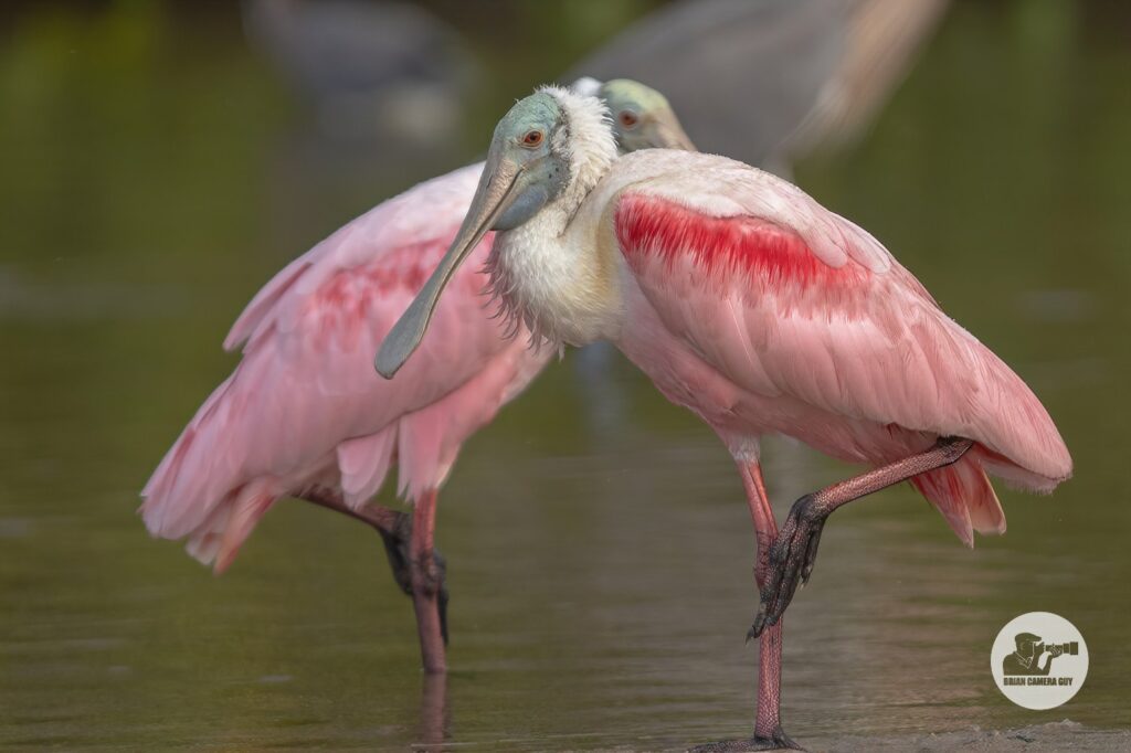 Roseate Spoonbills