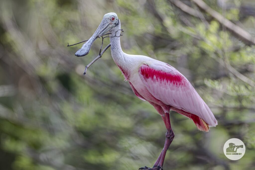 Roseate spoonbill