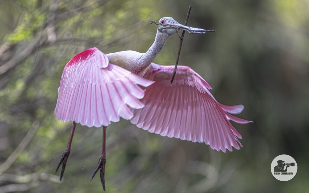 Roseate spoonbill_1