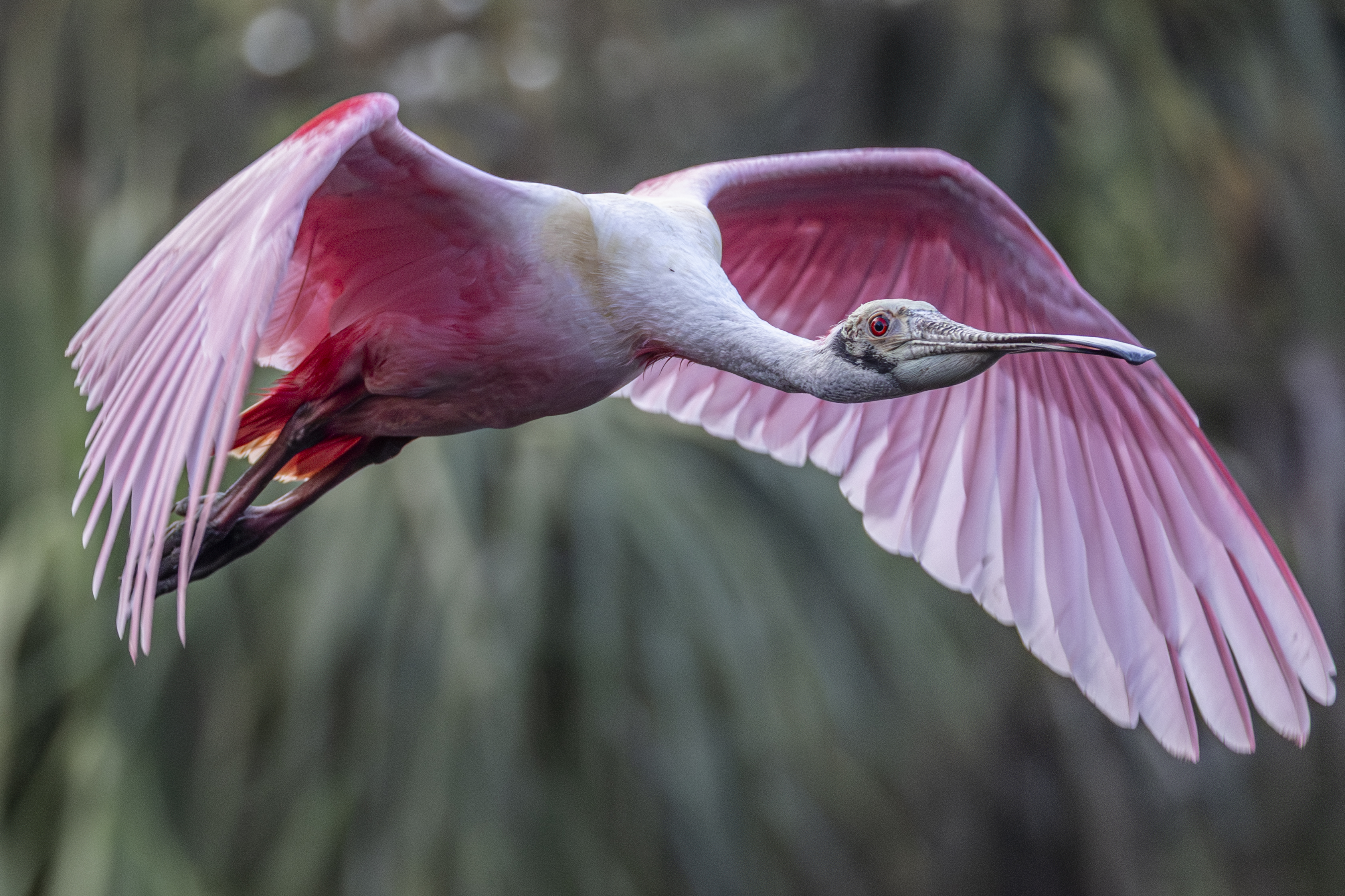 Roseate spoonbill_10