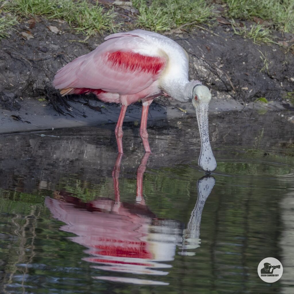 Roseate spoonbill_11