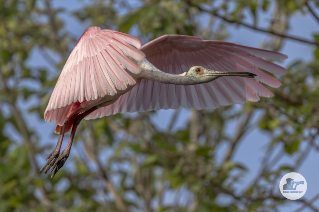 Roseate spoonbill_13