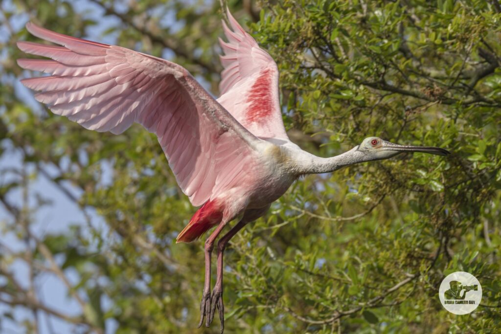 Roseate spoonbill_14