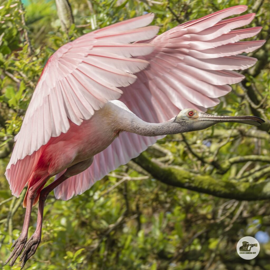 Roseate spoonbill_15
