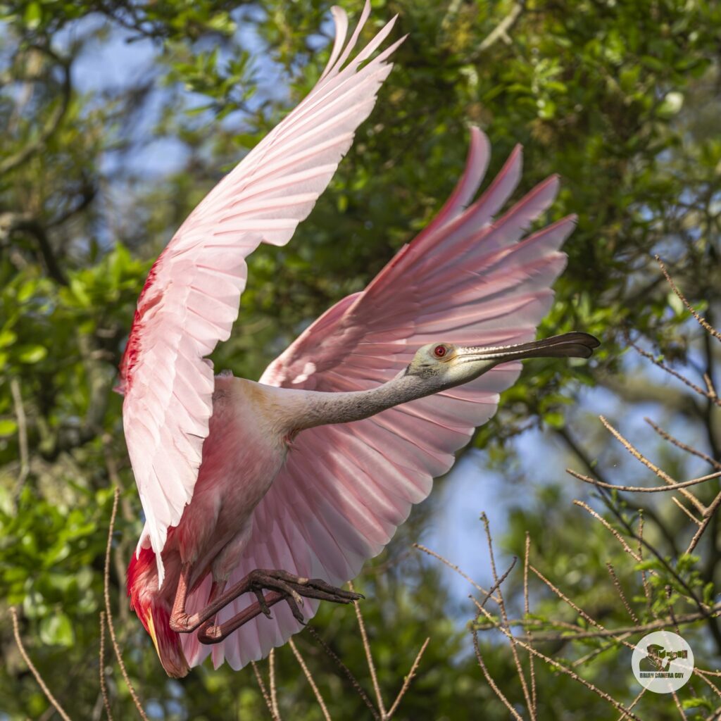 Roseate spoonbill_16