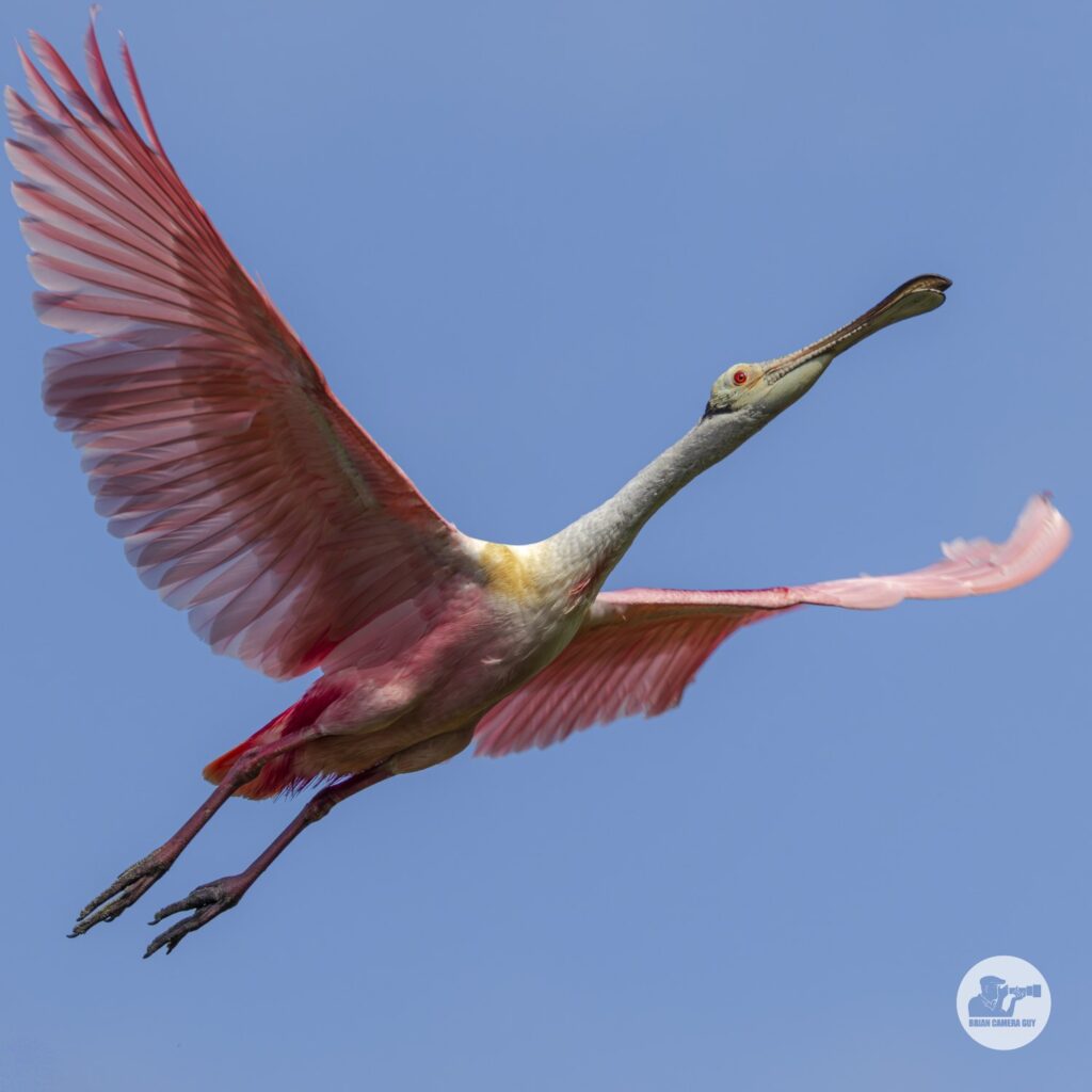 Roseate spoonbill_17
