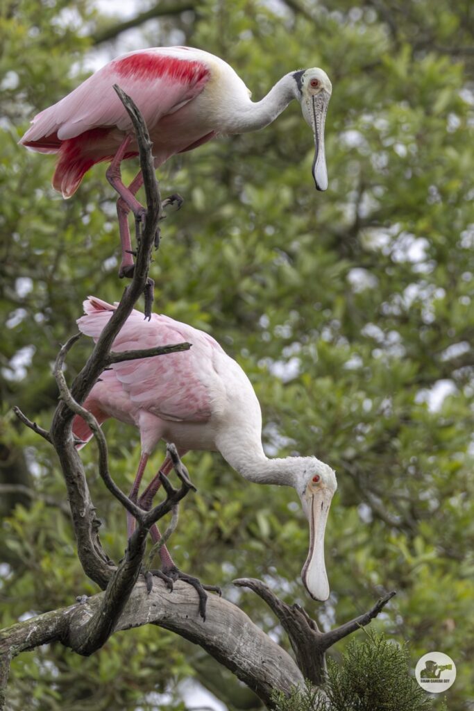 Roseate spoonbill_19