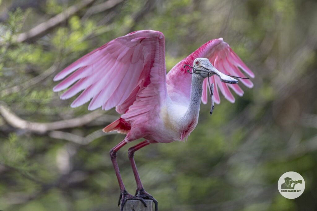 Roseate spoonbill_2