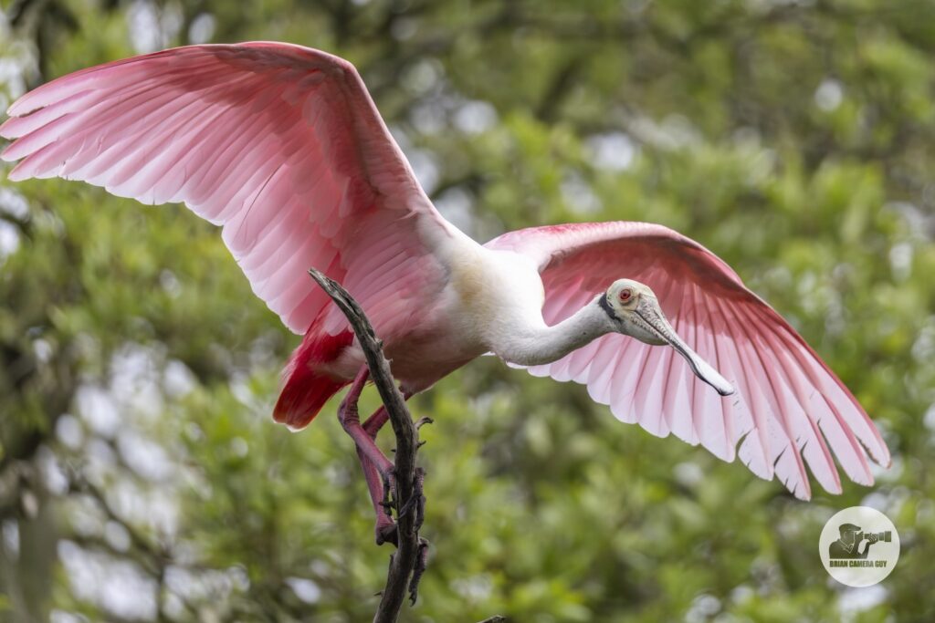 Roseate spoonbill_21